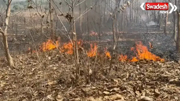 https://swadeshlive.com/koriya-forest-fire-teak-plantation/