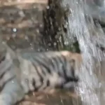 https://swadeshlive.com/durg-maitri-bagh-zoo-animals-heat-management/