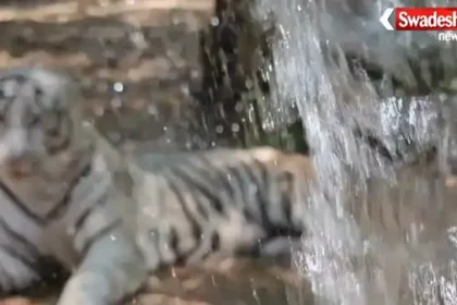 https://swadeshlive.com/durg-maitri-bagh-zoo-animals-heat-management/