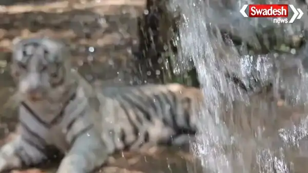 https://swadeshlive.com/durg-maitri-bagh-zoo-animals-heat-management/