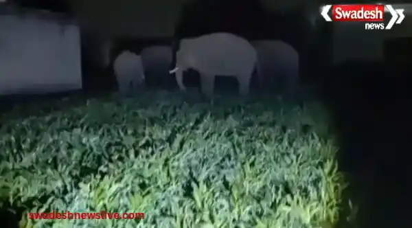 https://swadeshlive.com/haridwar-elephant-safety-plan/