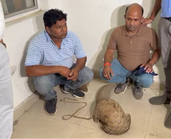 Pangolin Smuggling