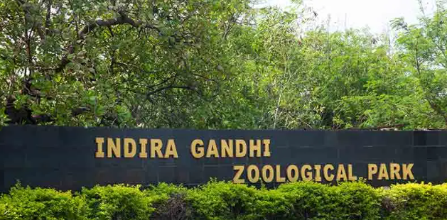 Black Panther Returns