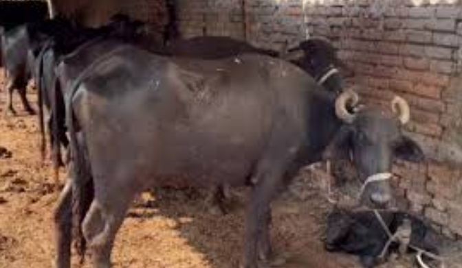 pakistan mariyam nawaj 