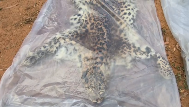 Leopard Skin Smuggling