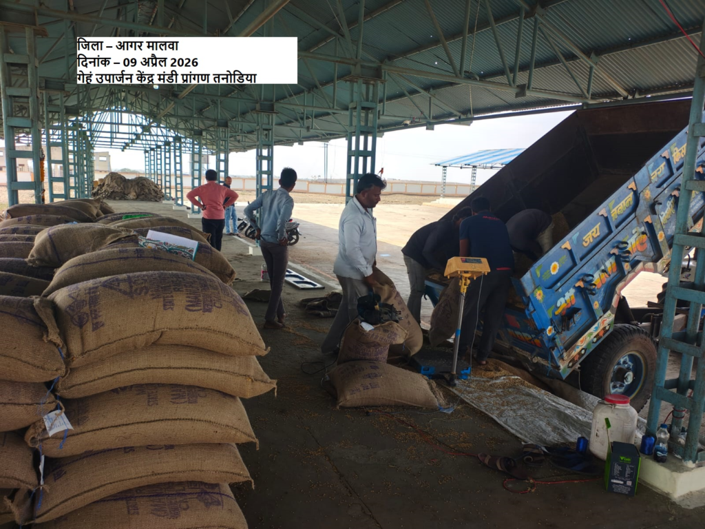 MP Wheat Procurement