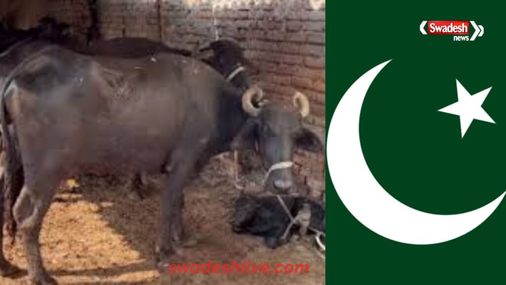 pakistan-punjab-buffalo-dung-tax-plan-30-rs-daily