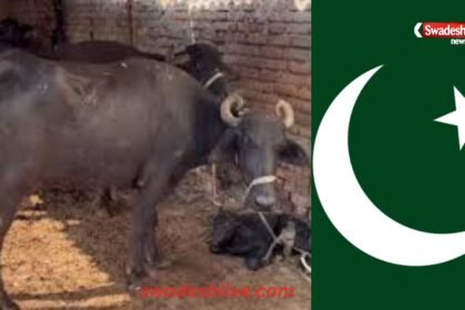pakistan-punjab-buffalo-dung-tax-plan-30-rs-daily