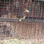 https://swadeshlive.com/bhimtal-leopard-caught-nainital/
