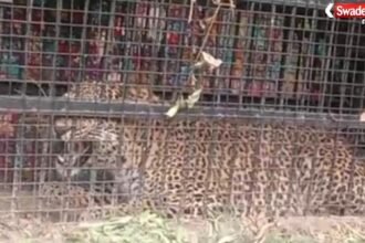https://swadeshlive.com/bhimtal-leopard-caught-nainital/