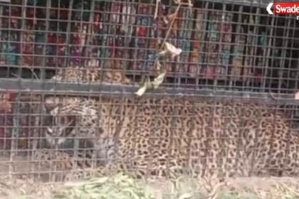 https://swadeshlive.com/bhimtal-leopard-caught-nainital/