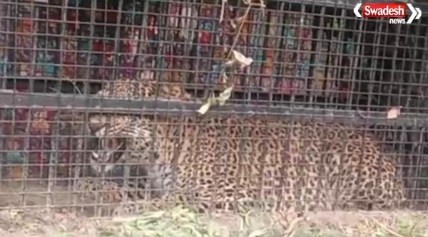 https://swadeshlive.com/bhimtal-leopard-caught-nainital/