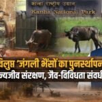 https://swadeshlive.com/madhya-pradesh-wild-buffalo-reintroduction/