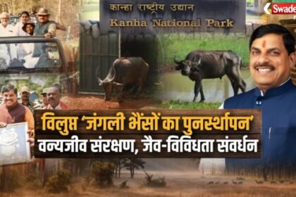 https://swadeshlive.com/madhya-pradesh-wild-buffalo-reintroduction/