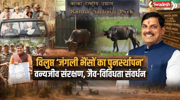 https://swadeshlive.com/madhya-pradesh-wild-buffalo-reintroduction/