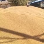 https://swadeshlive.com/sirsa-wheat-procurement-mandi/