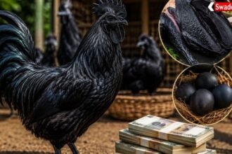 https://swadeshlive.com/khabar-zara-hatke-most-expensive-chicken/