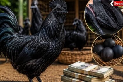 https://swadeshlive.com/khabar-zara-hatke-most-expensive-chicken/