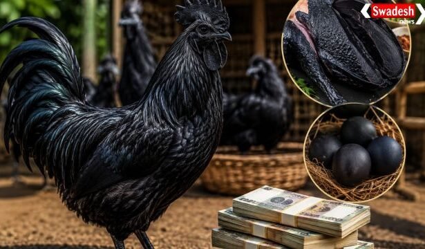 https://swadeshlive.com/khabar-zara-hatke-most-expensive-chicken/