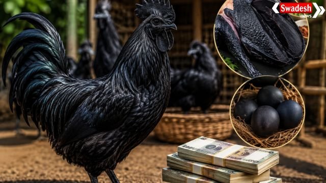 https://swadeshlive.com/khabar-zara-hatke-most-expensive-chicken/