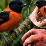 https://swadeshlive.com/khabar-hatke-hooded-pitohui-poisonous-bird/