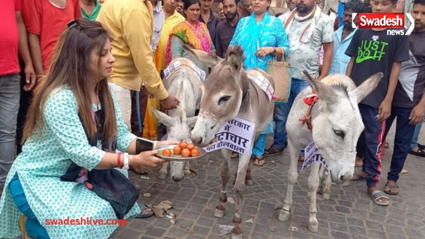 Unique Protest donkeys-fed-gulab-jamun-to-protest