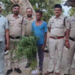 Cannabis Plant Seizure