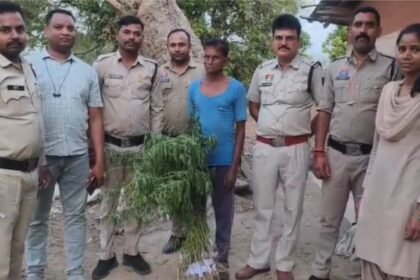 Cannabis Plant Seizure