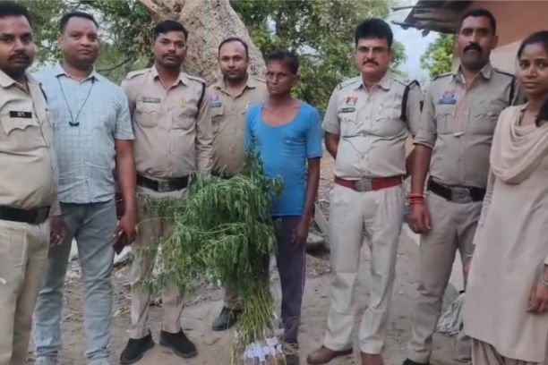 Cannabis Plant Seizure