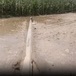 https://swadeshlive.com/yamunanagar-electric-pole-accident/