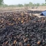 Maize Crop Fire