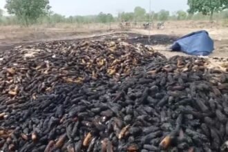Maize Crop Fire