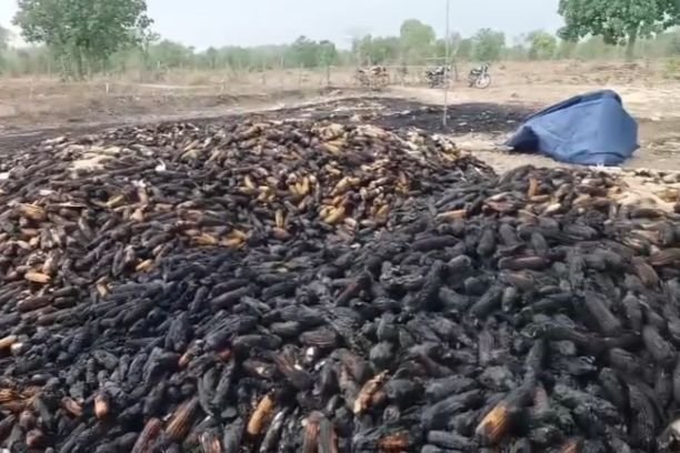 Maize Crop Fire