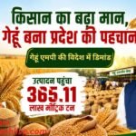 Wheat Procurement MP