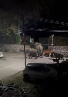Elephant Herd 