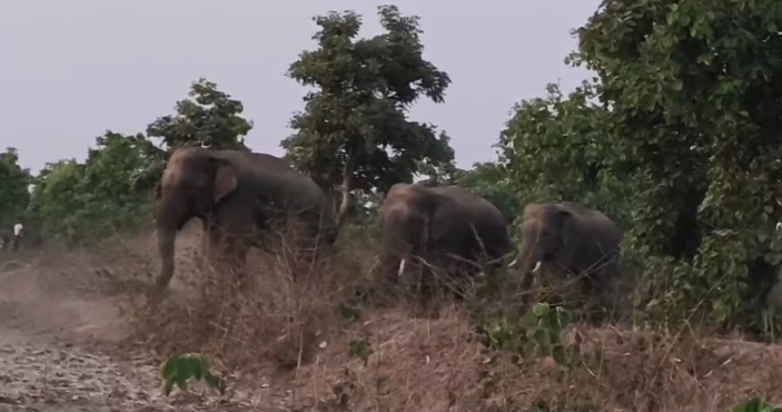 Elephant Movement