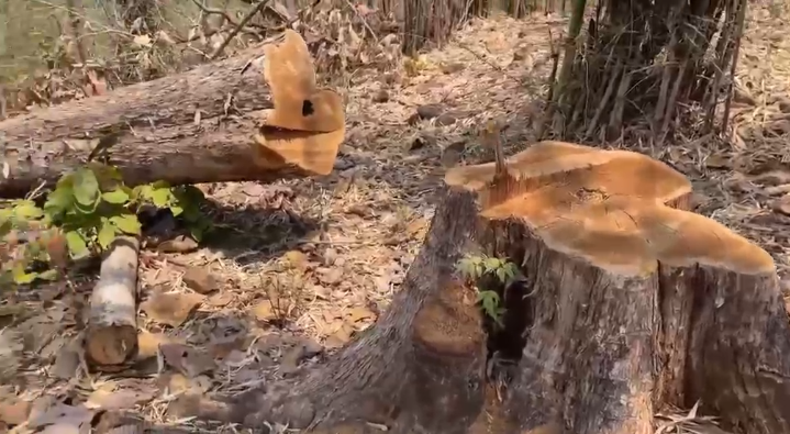Illegal Tree Cutting 