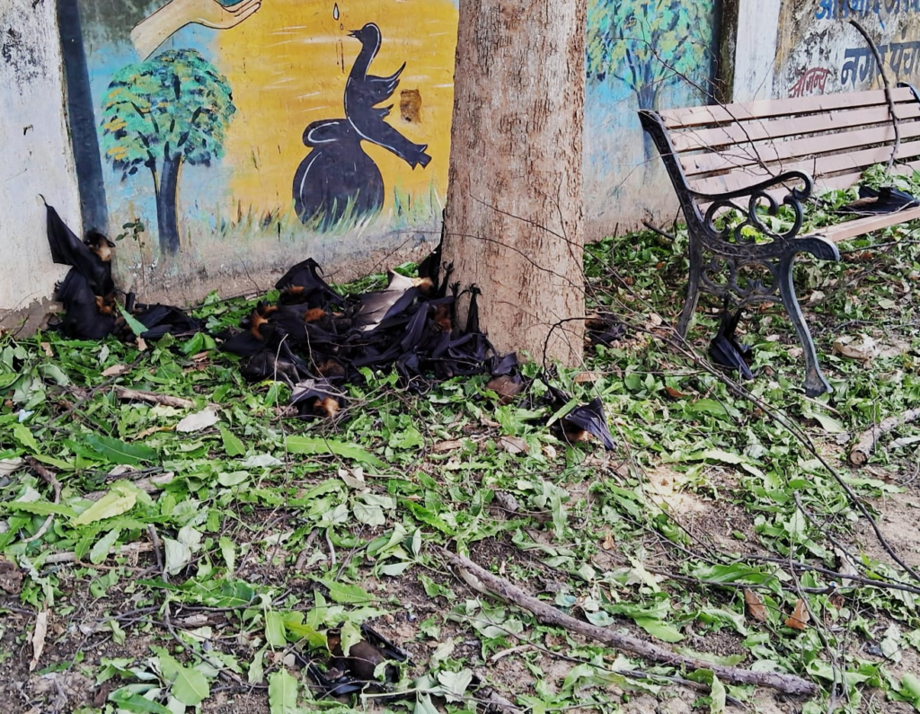 Heatwave Bats Death