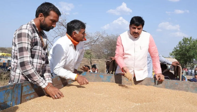MP Wheat Procurement