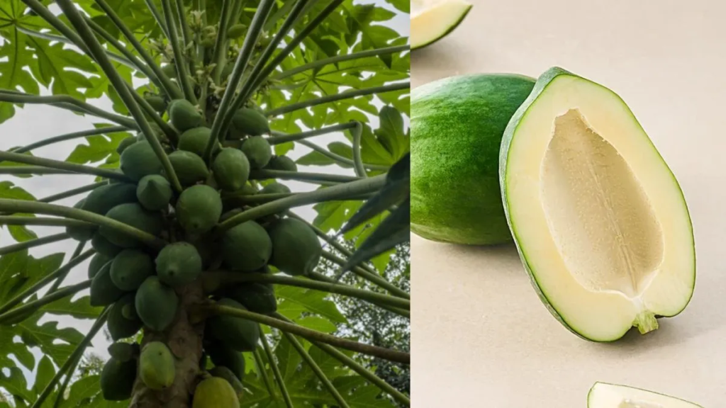 Papaya Benefits 
