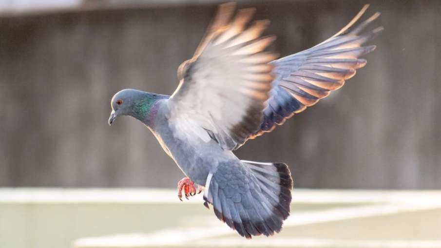 Pigeon Navigation