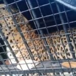 https://swadeshlive.com/nainital-leopard-captured/