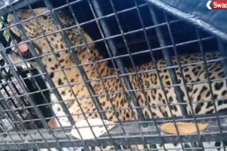 https://swadeshlive.com/nainital-leopard-captured/