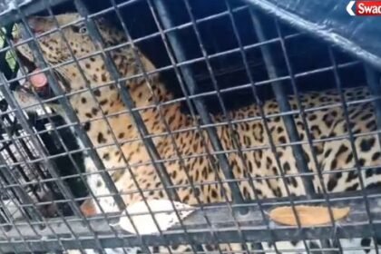 https://swadeshlive.com/nainital-leopard-captured/