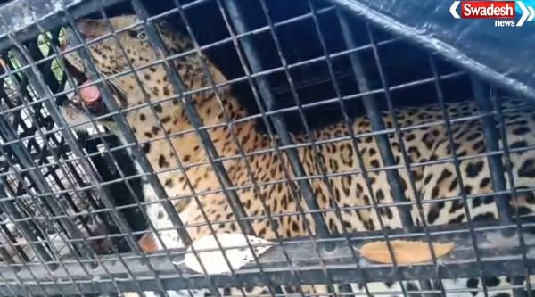https://swadeshlive.com/nainital-leopard-captured/