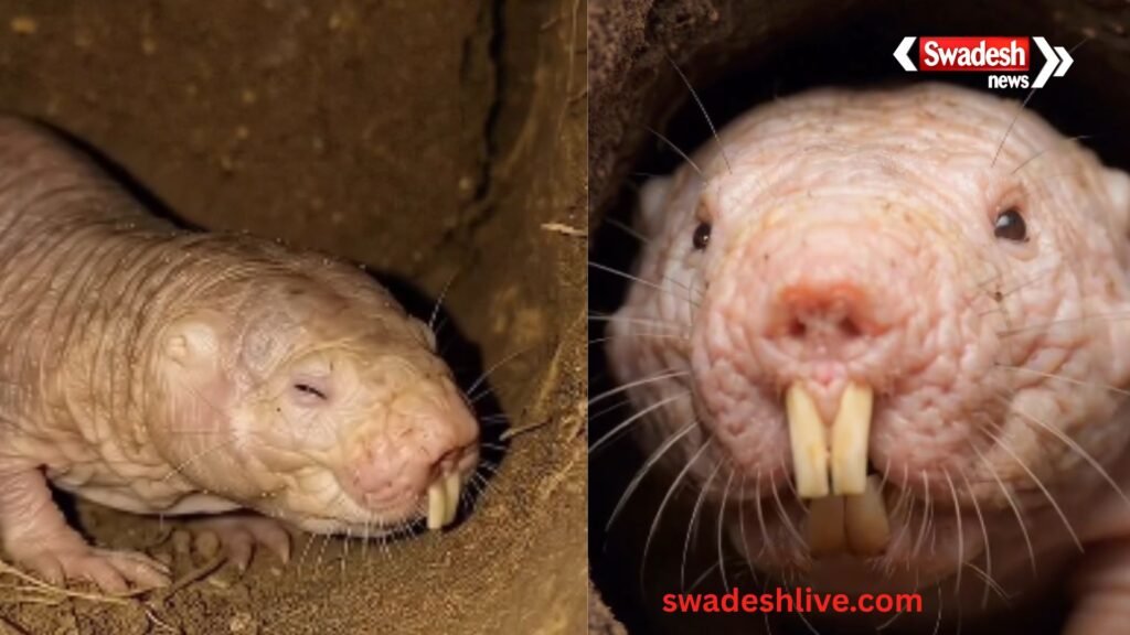 Khabar Hatkar Naked Mole Rat superhero-of-nature