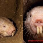 Khabar Hatkar Naked Mole Rat superhero-of-nature