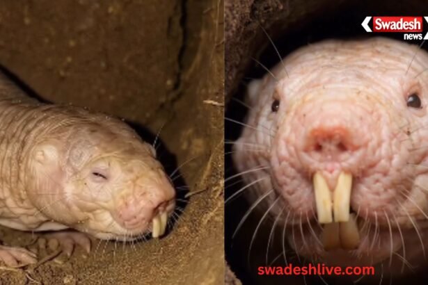 Khabar Hatkar Naked Mole Rat superhero-of-nature