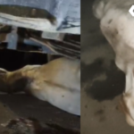 Sheopur Dump Truck Accident