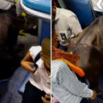 Viral Video Buffalo Calf Traveling In Indian Train